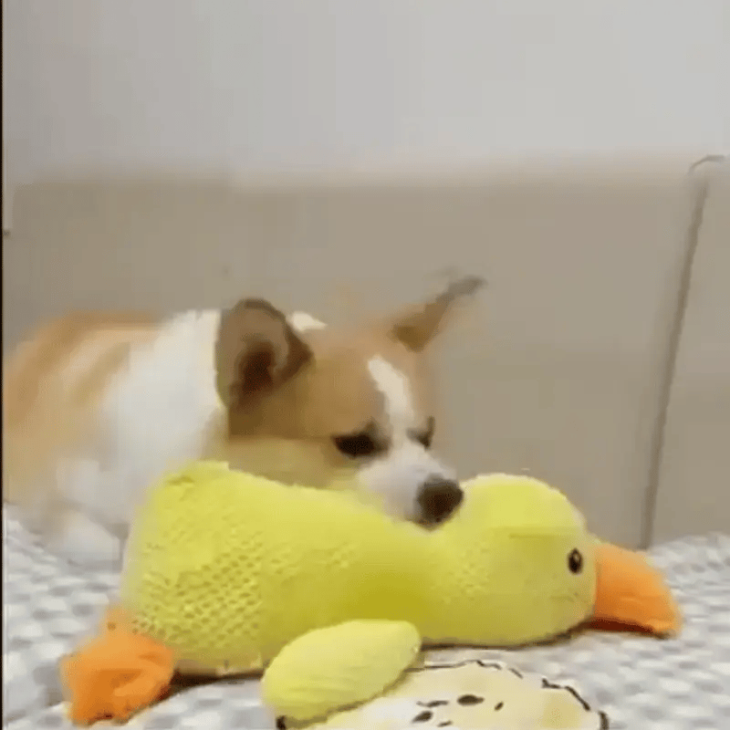 🔥Last Day Sale 50% OFF✨😸 Best Friends Calming Duck Toy🐶