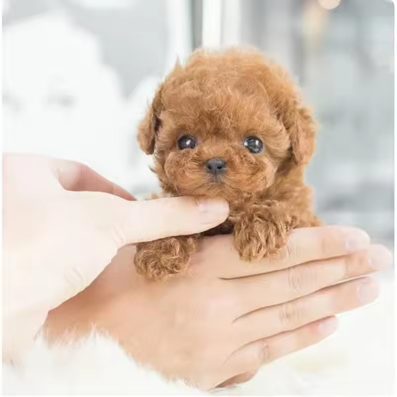 🎁Hottest in 2025🐶 My Realistic Robot Puppy
