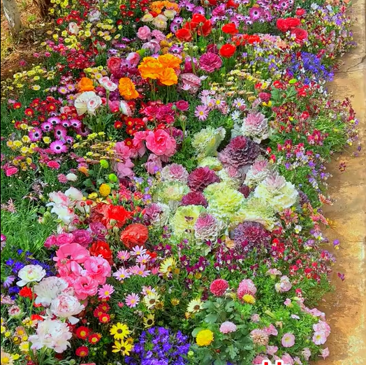 🔥Last day clearance💝 Mixed Perennial Flowers Seeds-Over 60 kinds mixed