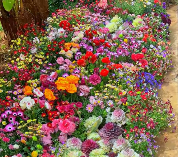 🔥Last day clearance💝 Mixed Perennial Flowers Seeds-Over 60 kinds mixed