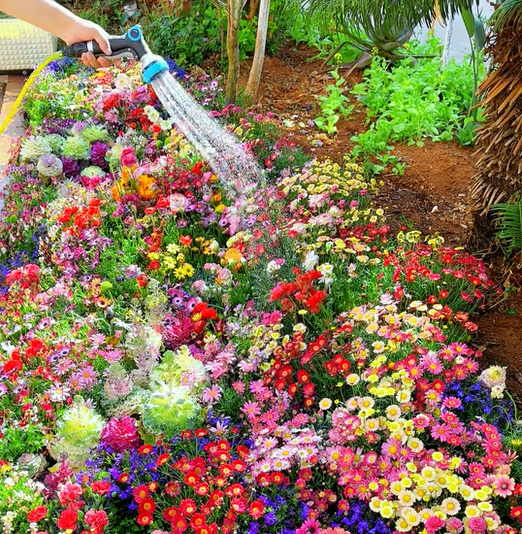 🔥Last day clearance💝 Mixed Perennial Flowers Seeds-Over 60 kinds mixed