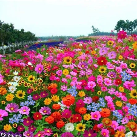 🔥Last day clearance💝 Mixed Perennial Flowers Seeds-Over 60 kinds mixed