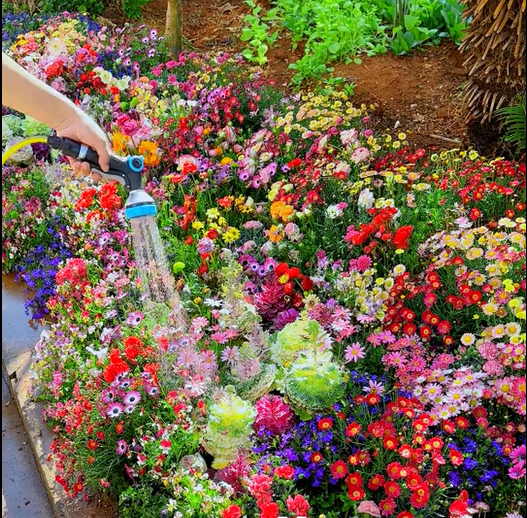 🔥Last day clearance💝 Mixed Perennial Flowers Seeds-Over 60 kinds mixed