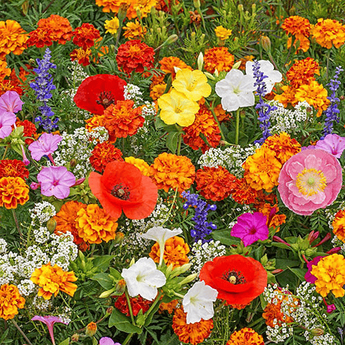 🔥Last day clearance💝 Mixed Perennial Flowers Seeds-Over 60 kinds mixed