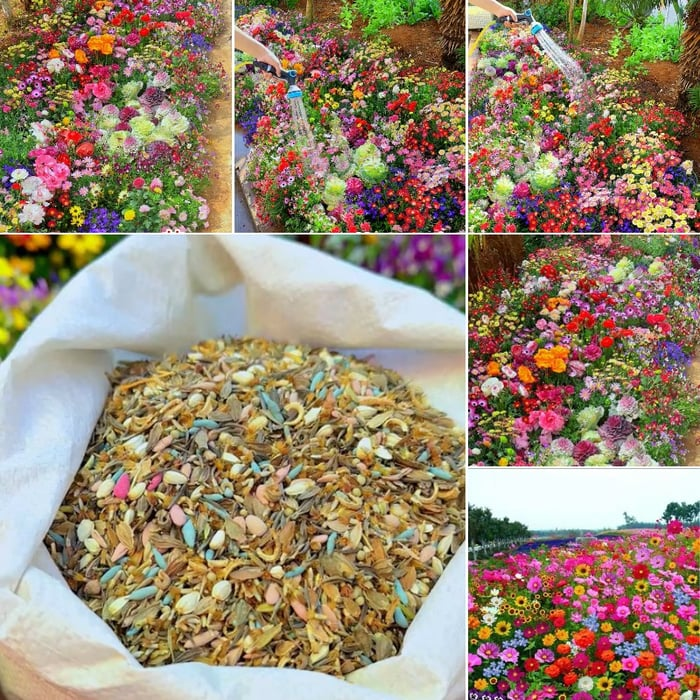 🔥Last day clearance💝 Mixed Perennial Flowers Seeds-Over 60 kinds mixed